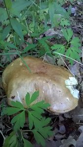 Klikni pro velký obrázek