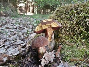 Klikni pro velký obrázek