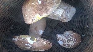 Klikni pro velký obrázek