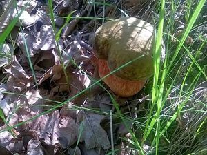 Klikni pro velký obrázek