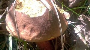 Klikni pro velký obrázek