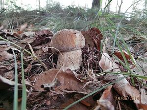 Klikni pro velký obrázek