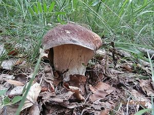 Klikni pro velký obrázek