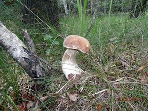 Klikni pro velký obrázek