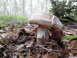 Klikni pro velký obrázek