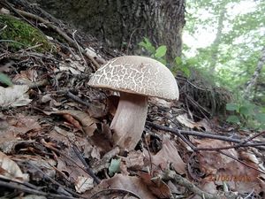 Klikni pro velký obrázek