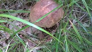 Klikni pro velký obrázek