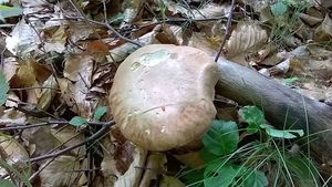 Klikni pro velký obrázek