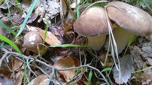 Klikni pro velký obrázek