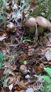 Klikni pro velký obrázek