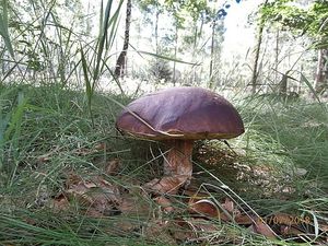 Klikni pro velký obrázek