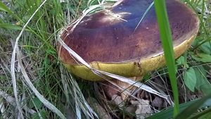 Klikni pro velký obrázek