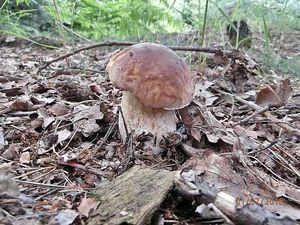 Klikni pro velký obrázek