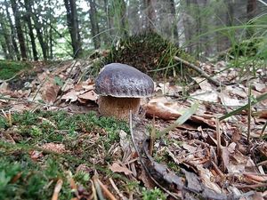 Klikni pro velký obrázek