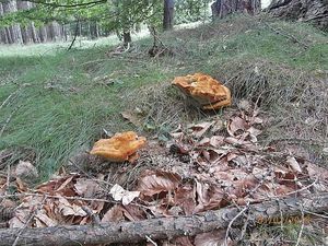 Klikni pro velký obrázek