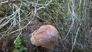 Klikni pro velký obrázek