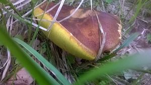 Klikni pro velký obrázek