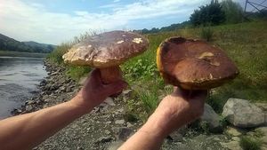 Klikni pro velký obrázek