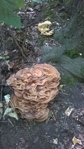 Klikni pro velký obrázek