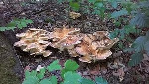 Klikni pro velký obrázek