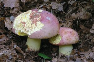 Klikni pro velký obrázek