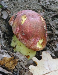 Klikni pro velký obrázek