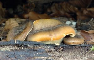 Klikni pro velký obrázek