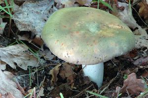 Klikni pro velký obrázek