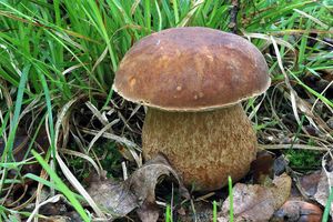 Klikni pro velký obrázek