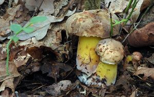 Klikni pro velký obrázek