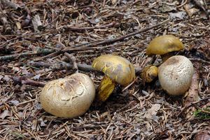 Klikni pro velký obrázek