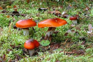 Pavučinec slizký - Cortinarius mucosus (Bull.) Kickx f.