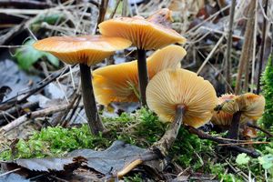 Klikni pro velký obrázek