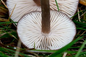 Závojenka šedohnědá - Entoloma porphyrophaeum (Fr.) P. Karst.