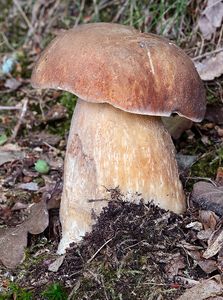 Klikni pro velký obrázek