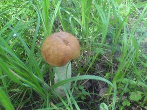 Klikni pro velký obrázek