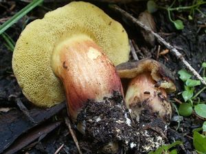 Klikni pro velký obrázek