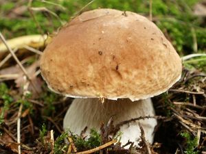 Klikni pro velký obrázek