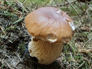 Klikni pro velký obrázek