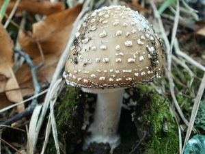 Klikni pro velký obrázek