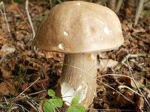 Klikni pro velký obrázek