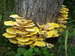 Hlíva citrónová - Pleurotus citrinopileatus Singer 1942