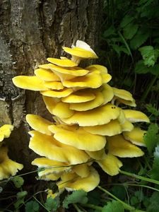 Hlíva citrónová - Pleurotus citrinopileatus Singer 1942