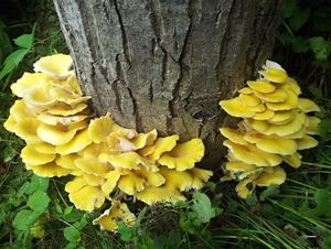 Hlíva citrónová - Pleurotus citrinopileatus