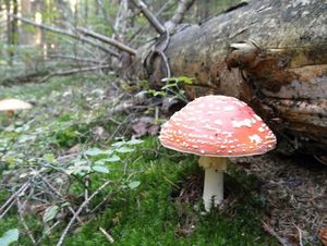 Klikni pro velký obrázek