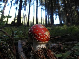 Klikni pro velký obrázek