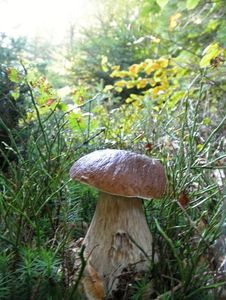 Klikni pro velký obrázek