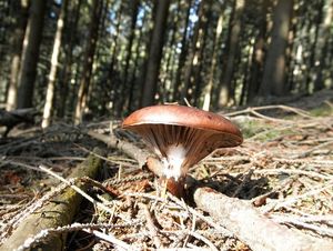 Klikni pro velký obrázek