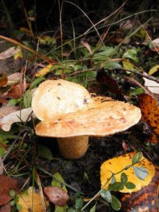 Klikni pro velký obrázek