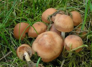 Špička obecná - Marasmius oreades (Bolton) Fr. 1836